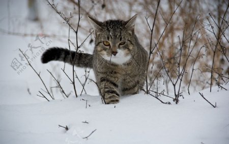 行走在雪地中的猫咪