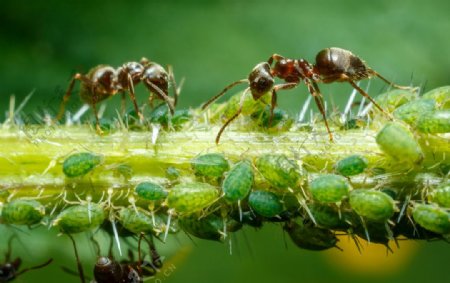 蚂蚁摄影