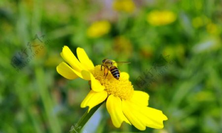 蜜蜂与菜花