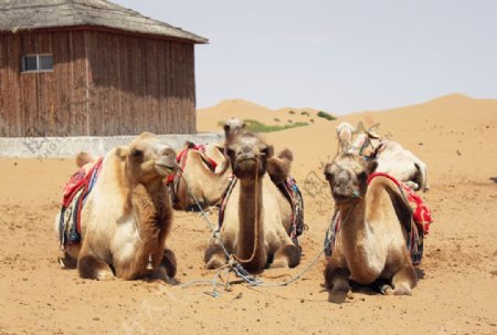 沙漠中的三只骆驼