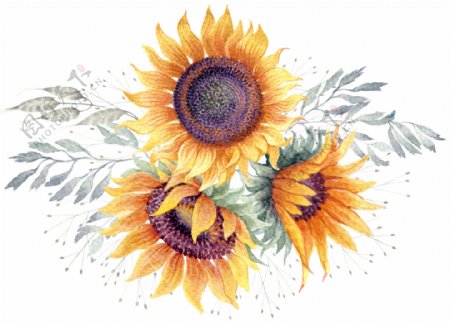 水彩手绘向日葵透明素材