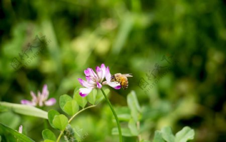 草丛中的蜜蜂