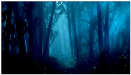 浪漫蓝色森林视频素材