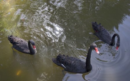 水中的三只黑天鹅