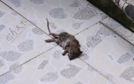 死老鼠