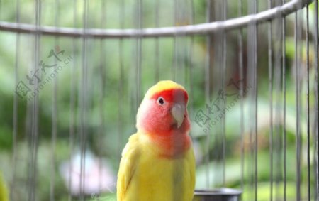 黄桃脸鹦鹉