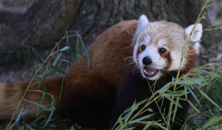 小浣熊