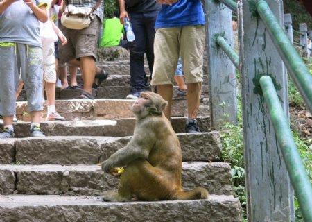 坐在台阶上人群里的猴