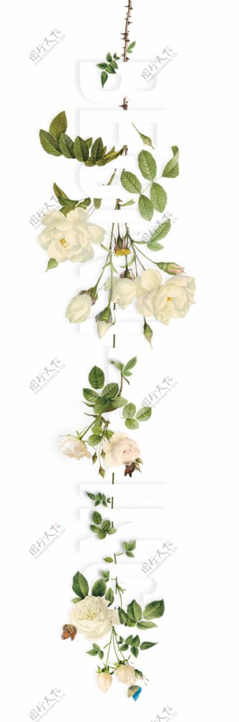 白色玫瑰蝴蝶png元素素材