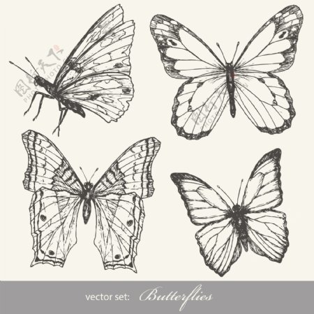 蝴蝶黑白标本
