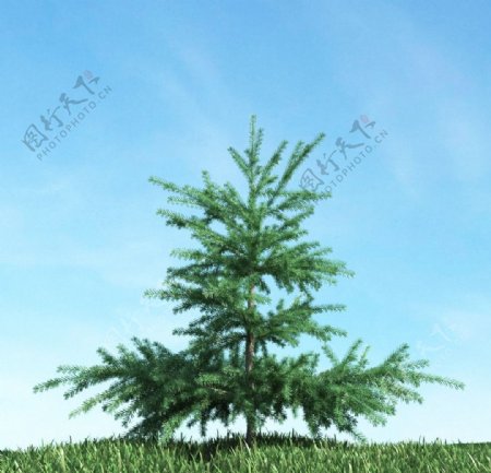 树木高大植物模型