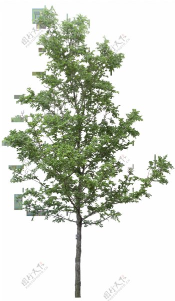 一颗绿色小树免抠png透明图层素材