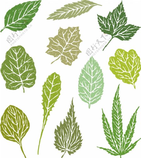 绿色叶子植物插画