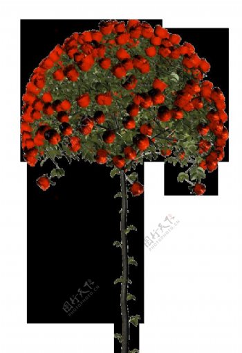 红色扇形花树实物图