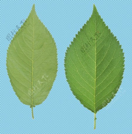两片绿叶免抠png透明图层素材