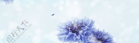 唯美蓝色浪漫紫色花朵淘宝banner背景