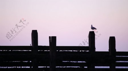 海鸥在黄昏