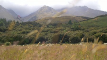 新西兰草地绵羊放牧