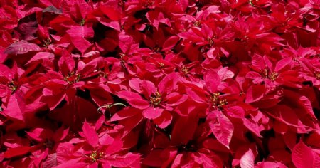 PoinsettiaFlowers4k