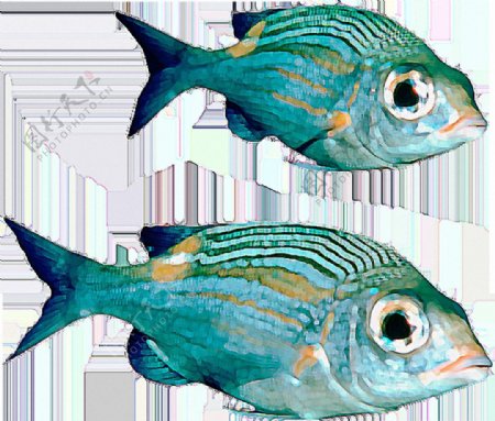两条青蓝色观赏鱼免抠png透明素材