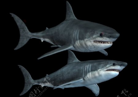 灰蓝色鲨鱼免抠png透明素材