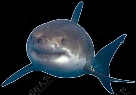 深蓝色鲨鱼正面图免抠png透明素材