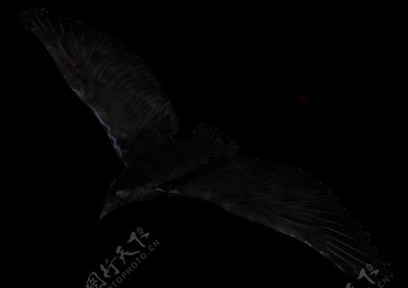 翱翔的黑乌鸦免抠png透明素材