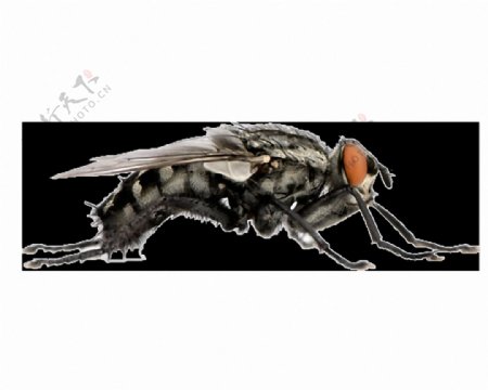 苍蝇侧面图免抠png透明素材