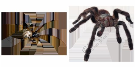 蜘蛛图片高清免抠png透明图层素材