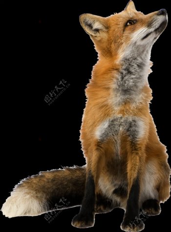 仰头的狐狸免抠png透明素材