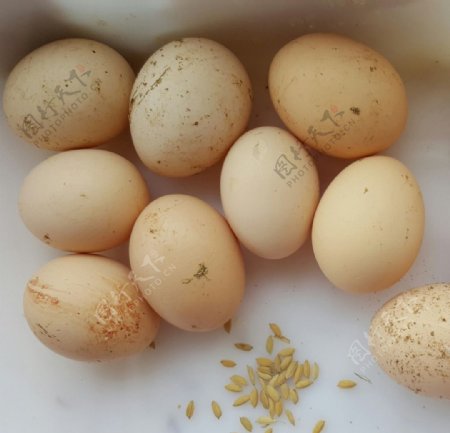 土鸡蛋初生蛋