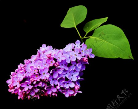 高雅美丽的紫色花束png透明素材