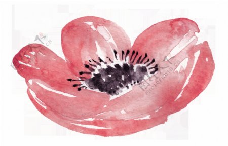 大红花卉卡通透明素材