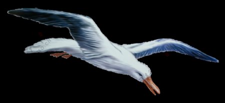 手绘自由飞翔白色小鸟png透明素材