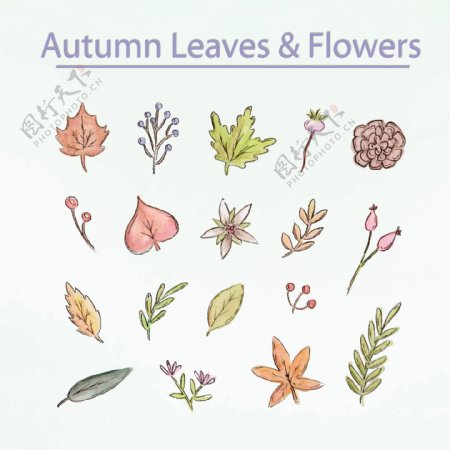 18款彩绘秋季叶子和花朵