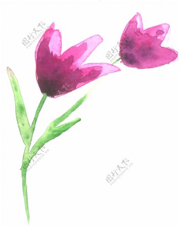 紫色郁金香卡通透明素材