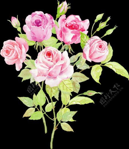 手绘花园里美丽的玫瑰花png透明素材