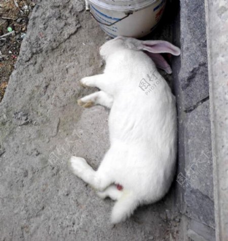 侧卧的兔子
