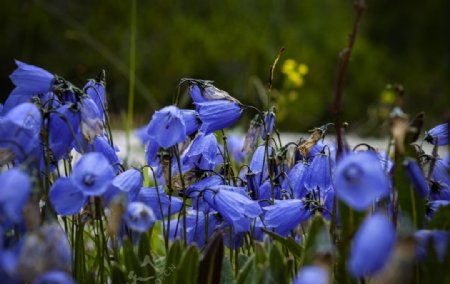 鲜花鲜花背景