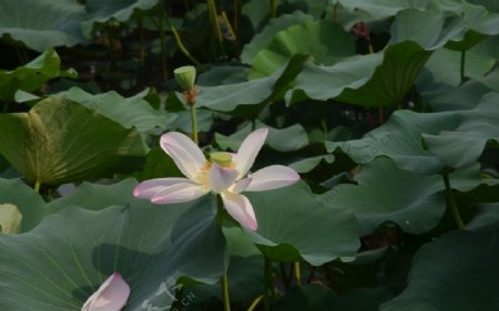 鲜花鲜花背景