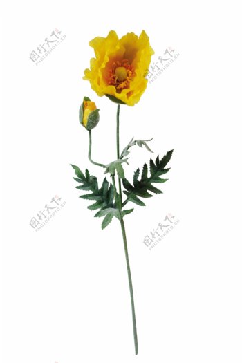 创意黄色花卉卡通透明素材