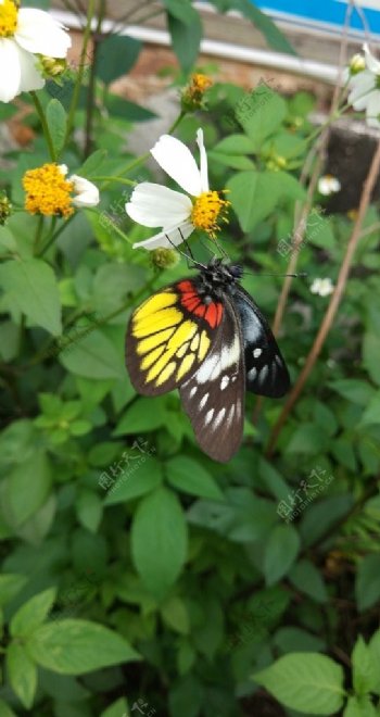 白野菊花与蝴蝶