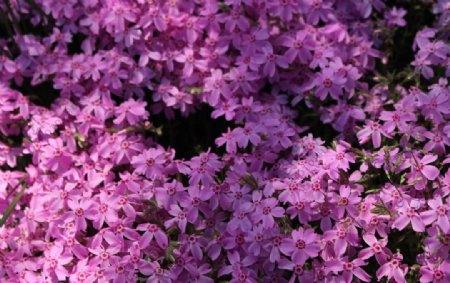 微距紫花