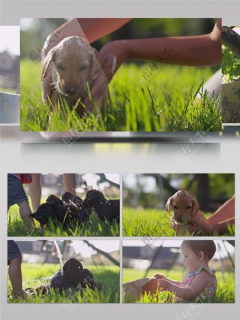 2K狗狗洗澡草地儿童和小狗温馨画面