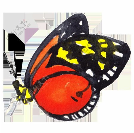 红翅蝴蝶透明装饰素材