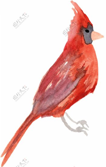 晶红小鸟透明装饰素材
