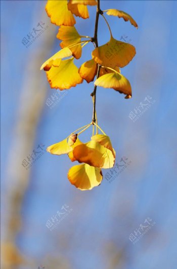 秋天黄色银杏树叶
