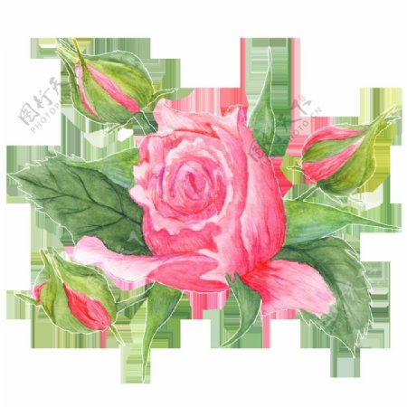 粉色玫瑰花透明装饰素材