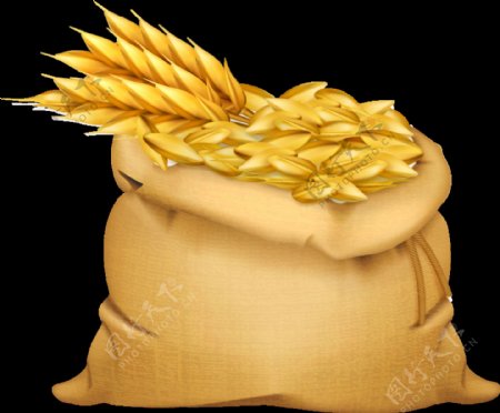 金色麦穗元素
