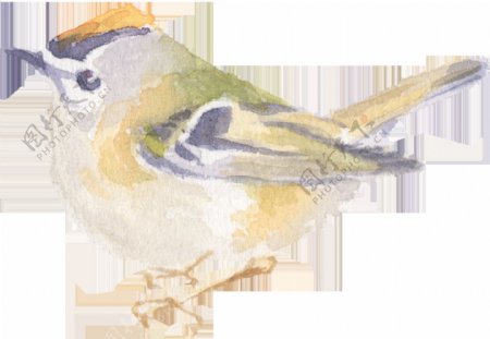 手绘一只淡黄色的小鸟水彩透明素材